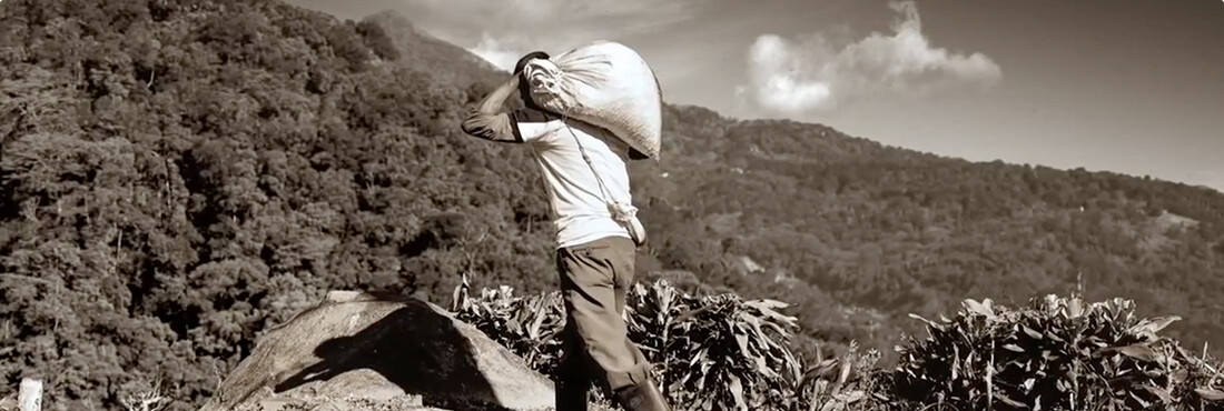 arabica